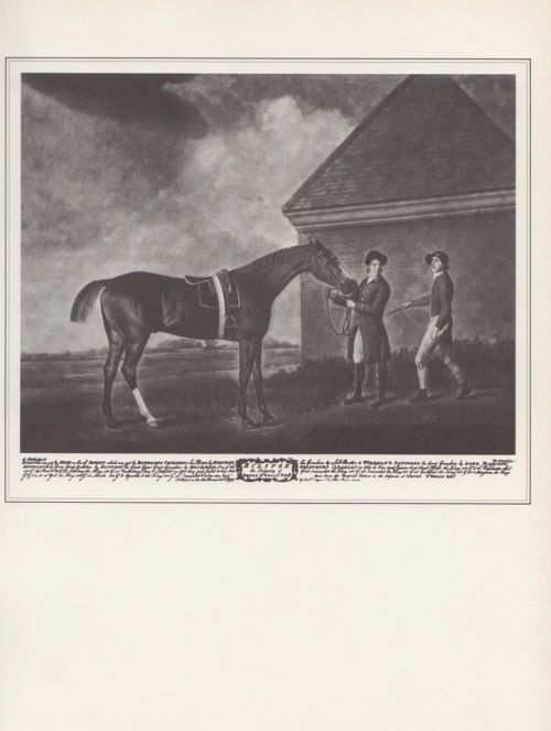 1974 Vintage HORSES "ECLIPSE" FAMOUS 1700'S RACEHORSE B&W Art Print Lithograph - Image 1 of 1