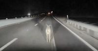 Tesla on Full Self-Driving Mode Plows Through Deer Without Even Slowing Down