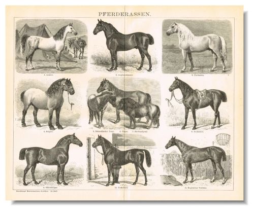 HORSE  BREEDS   Engraving  ORIGINAL ANTIQUE PRINT 1898 Horses - Image 1 of 4