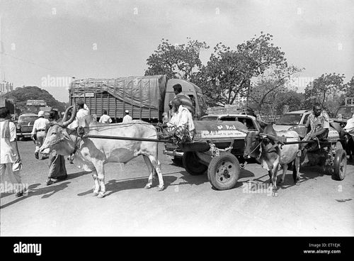 Bullock cart carrying kerosene ; Sewri ; Bombay Mumbai ; Maharashtra ; India - Stock Image