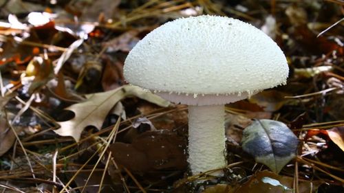 A white mushroom surounded by leaves.