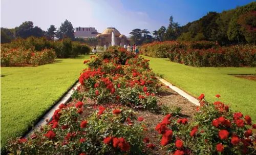 Exposition Park Rose Garden