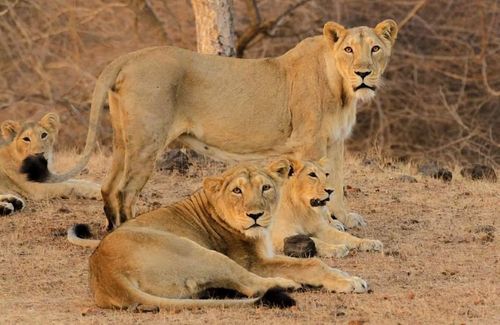 lion