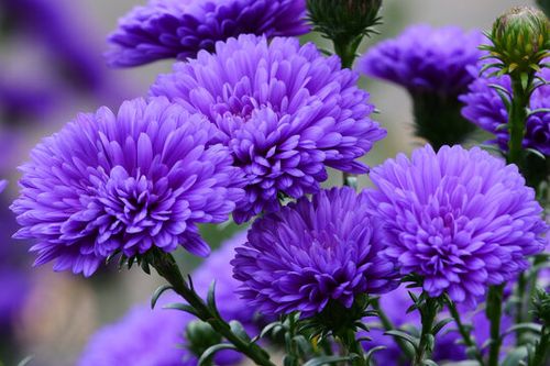 Chrysanthemum purple flowers natural background