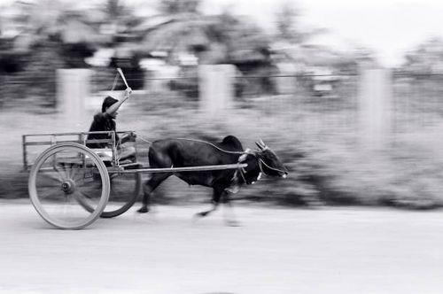 bullock cart race near palakkad, kerala, india - bullock cart india stock pictures, royalty-free photos & images