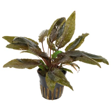 Cryptocoryne Brown