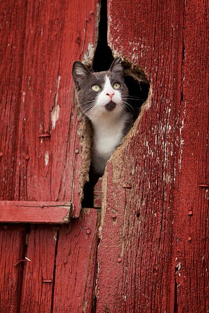 curious barn cat - barn cat stock pictures, royalty-free photos & images