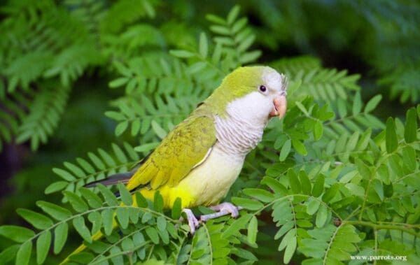 Monk Parakeet