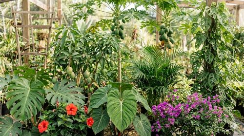 Tropical fruit trees, flowering plants, foliage species, and palms growing together in a lush garden setting