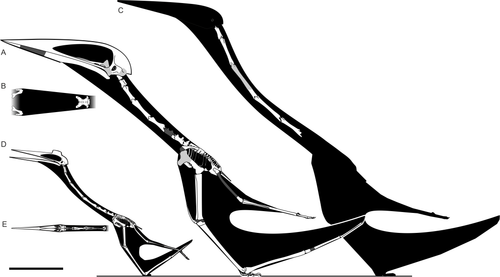 hatzegopteryx witton and naish 2017