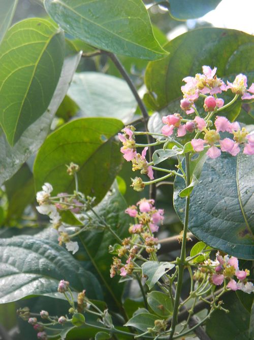 ayahuasca banisteriopsis caapi en floraci%c3%b3n