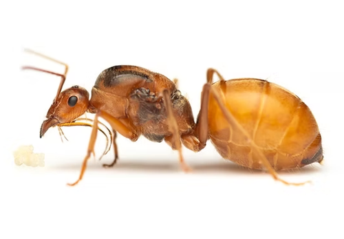 M wheeleri - Orange Honeypot Ant Queen 2025 for all your taxidermy art projects