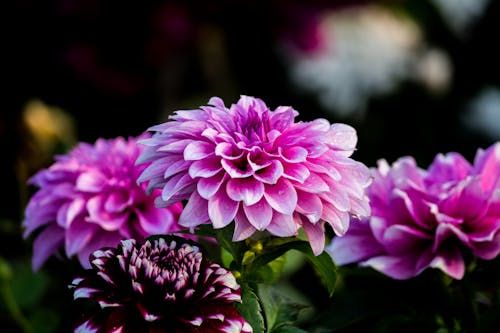 Free Beautiful purple dahlia flowers blooming in an outdoor garden capturing nature's vivid colors. Stock Photo