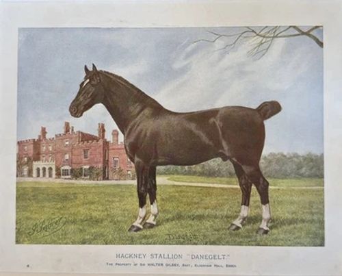 Hackney Stallion “Danegelt” Sir Walter Gilbey Vintage Equestrian Horse Print - Image 1 of 4
