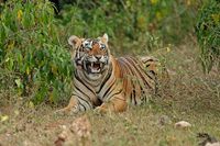 Sariska Tiger Reserve (Alwar) - All You Need to Know BEFORE You ...