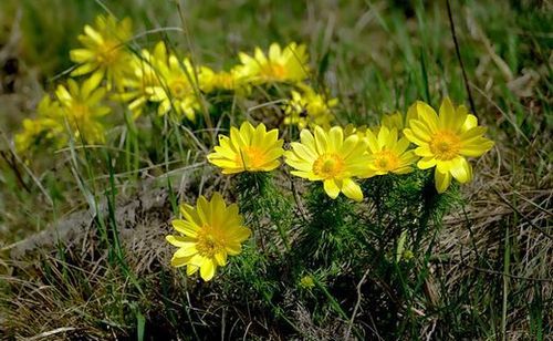 adonis de printemps ou adonide de printemps (Adonis vernalis)