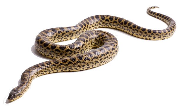 Snake