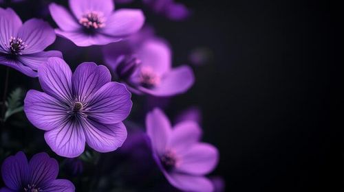 Purple flowers on a black background photo