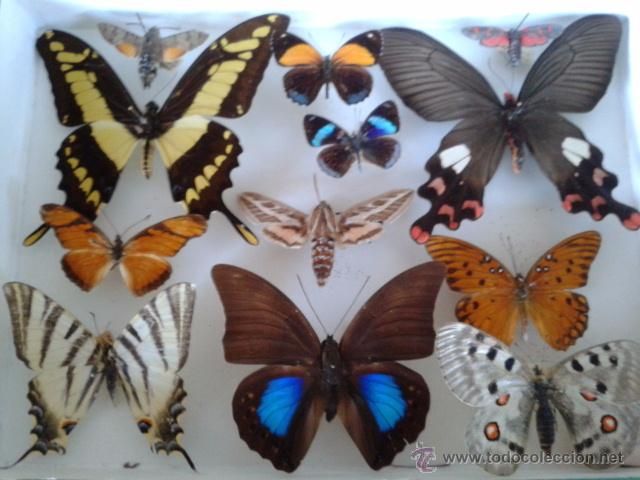 Lista DEFINITIVA de MARIPOSONES del Foro.