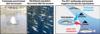 Japan's 2011 tsunami sparked fish hybridization, but species boundaries largely held - Phys.org