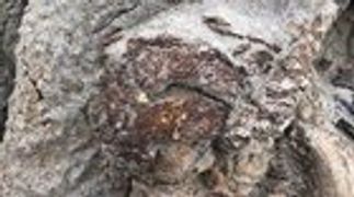 r/worldnews - A rare dinosaur skeleton with fossilized skin discovered in Canada