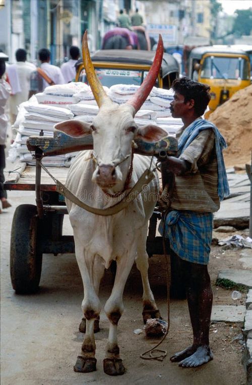 Tirupathi, Andhra Pradesh, India, october 2002: Unidentified man using bullock cart to transport heavy load. Indian bullock cart picture stock images, royalty-free photos and pictures