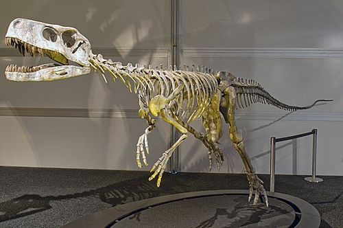 Frenguellisaurus_ischigualastensis_DSC_6185.jpg
