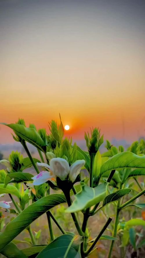 Chase the sunset and make memories that last best sunset view 🌄💫 #theultimateclick #bharat #naturelove #picoftheday #pinkperfection #instagram