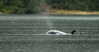 Trapped B.C. orca calf’s skin whitening, no sign of emaciation: Fisheries Department