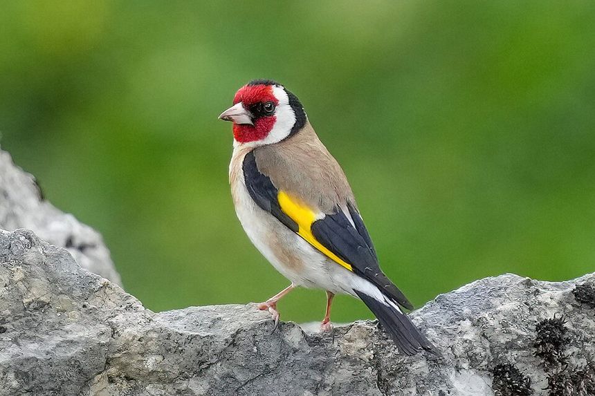 European+Goldfinch