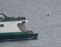 West Seattle Blog… | PHOTOS: Two groups of orcas in the area
