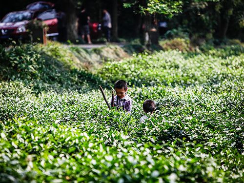 Tropical Pu'er tea gardens in Xishuangbanna