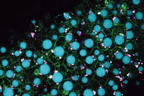 Close-up of a cell with blue and pink dots, representing cellular structure and diversity.