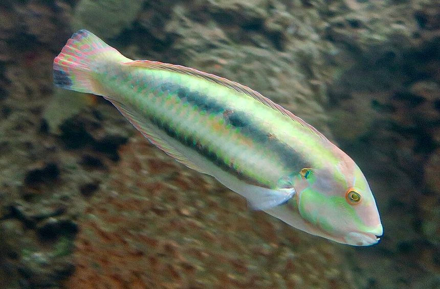 slippery dick 4