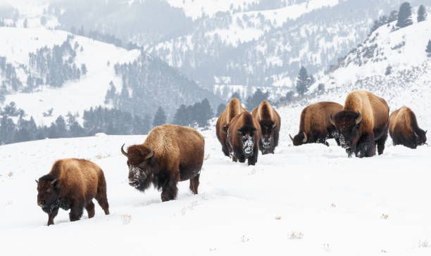 Yellowstone Wildlife Winter Bison