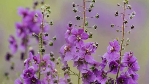 Selective focus of Verbascum purple flowers