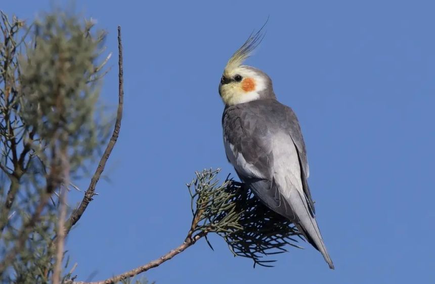 Cockatiel