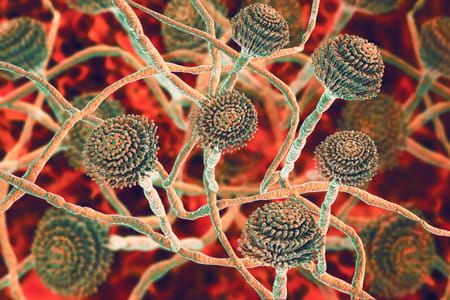 L'aspergillose solution naturelle