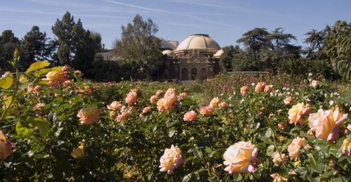 peach roses on a sunny dat at Exposition Park Rose Garden with natural history museum in background