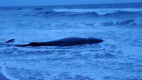 Juvenile sperm whale stranded near Jennette's Pier | WCTI