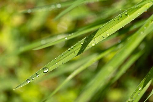 Sunlit Dewdrops on Blades of Grass
