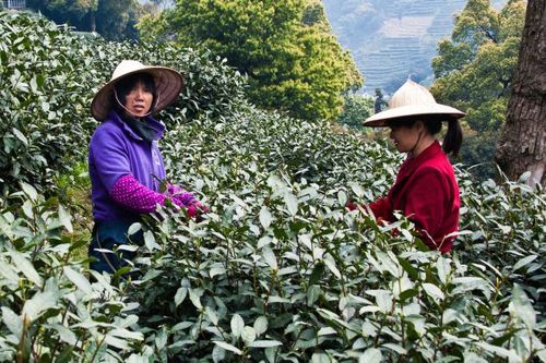 Wuyi Mountain oolong tea cliffs