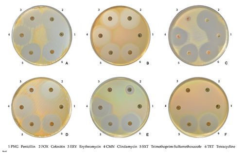 staphylococcus aureus susceptibility
