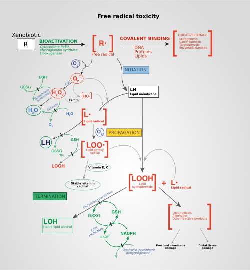Oxidative stress - Wikipedia