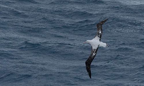 Resonance Raman laser setup.