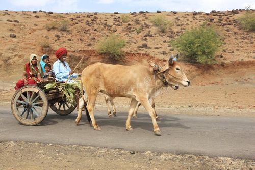Farmer Family Bullock cart Tar road village Madhya Pradesh India indian rural life. Indian bullock cart picture stock images, royalty-free photos and pictures