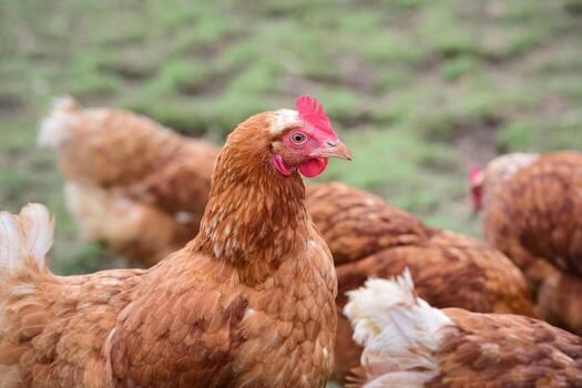 Domestic Chicken