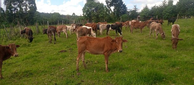 Calves in modern housing
