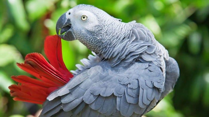 African+Grey+Parrot