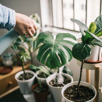 man watering houseplants